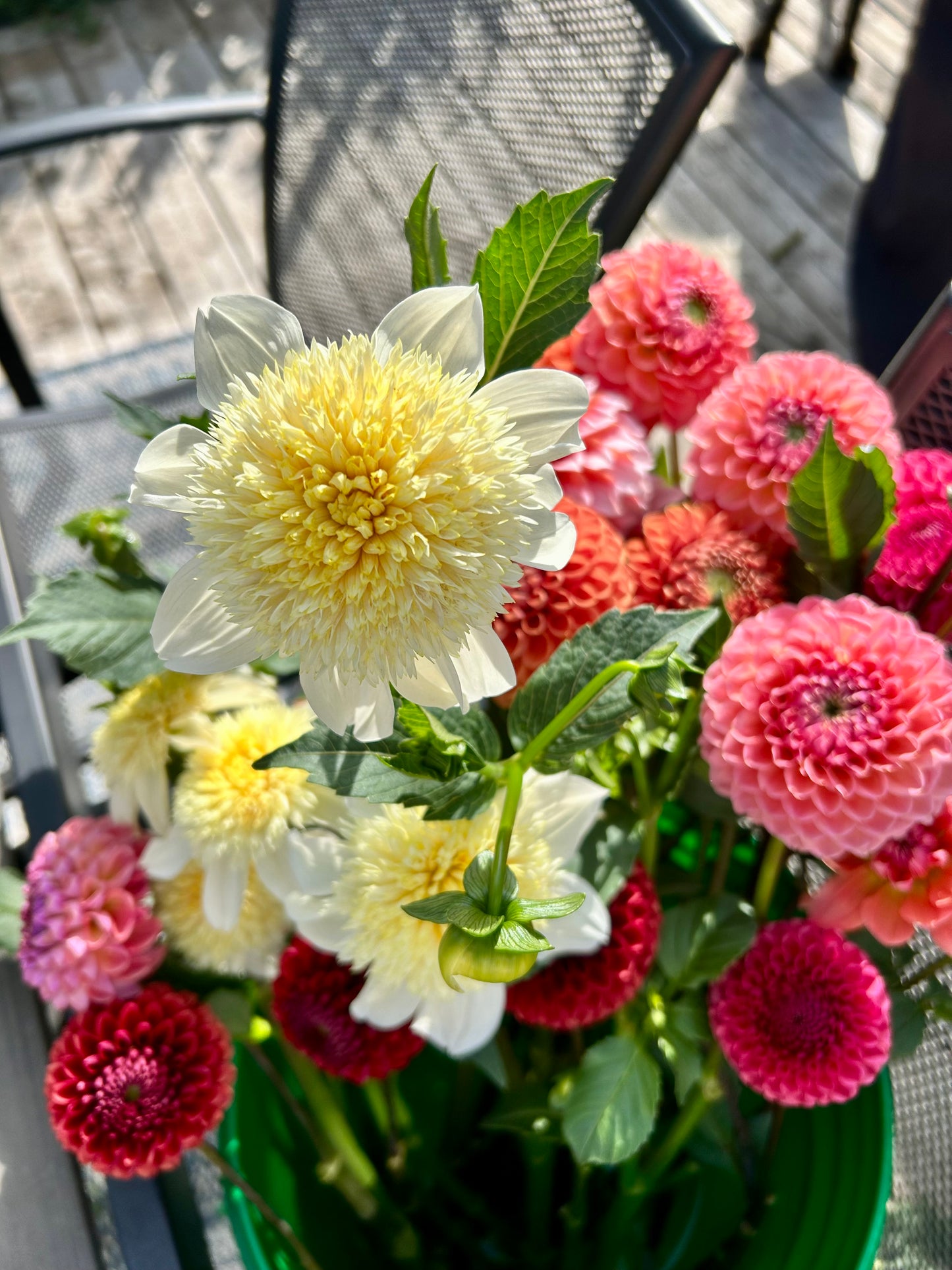 Dahlia Tuber - Platinum Blonde