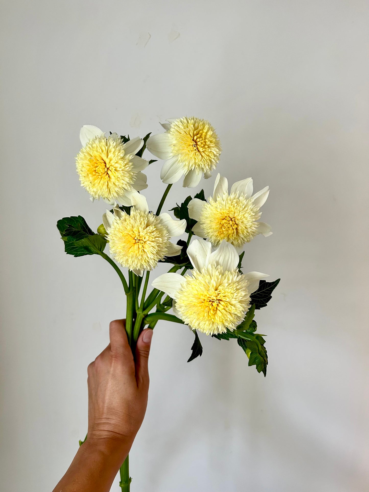 Dahlia Tuber - Platinum Blonde