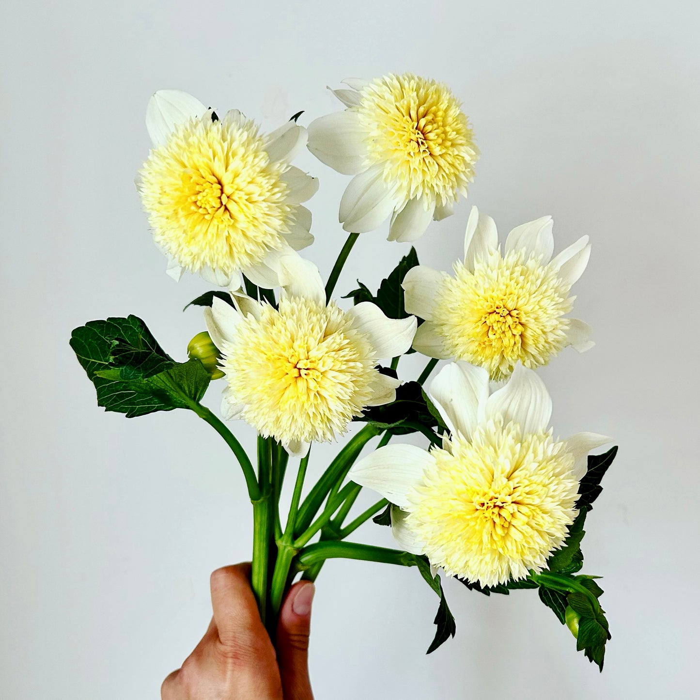 Dahlia Tuber - Platinum Blonde