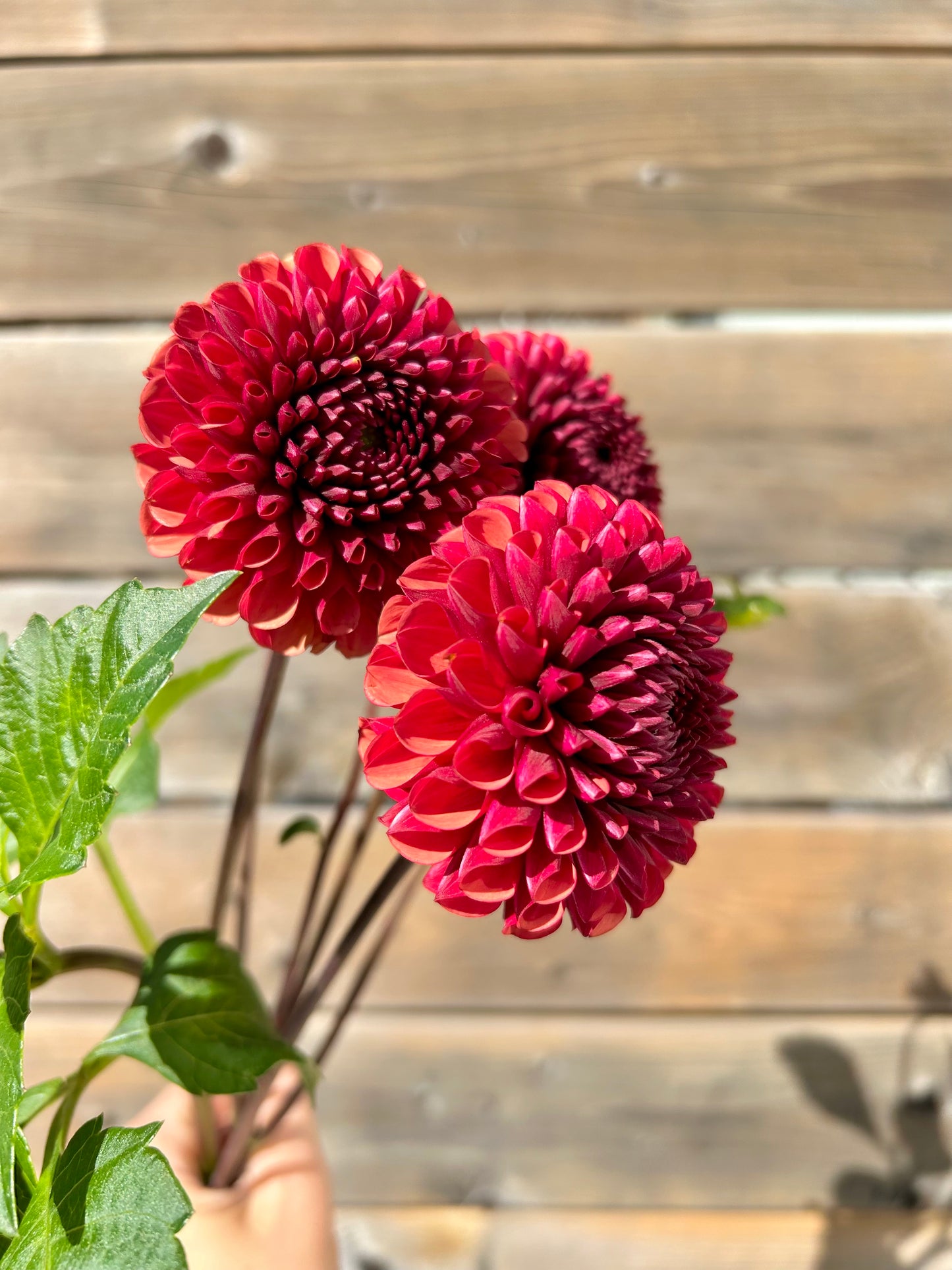 Dahlia Tuber - Copper Boy