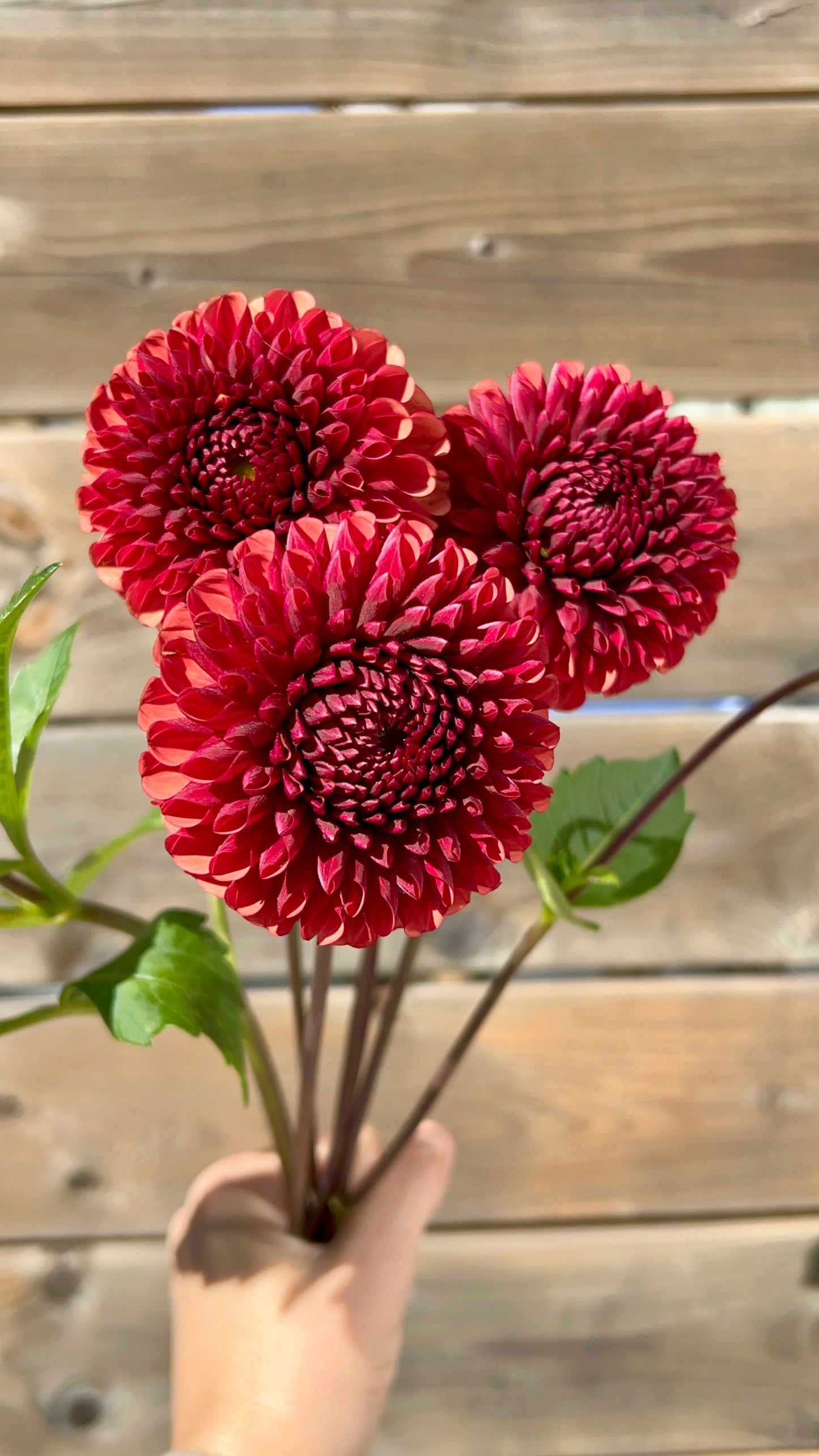 Dahlia Tuber - Copper Boy