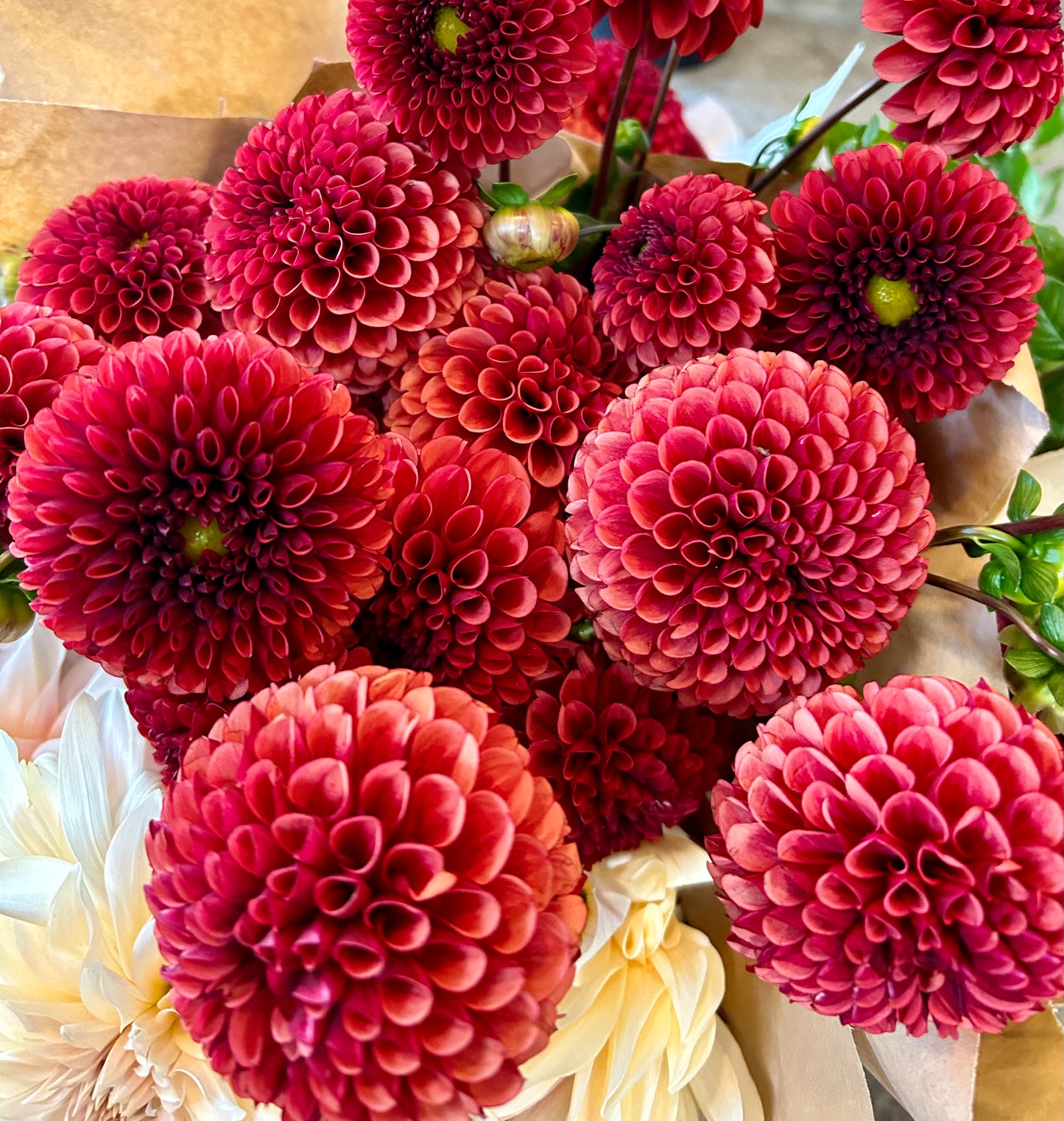 Dahlia Tuber - Copper Boy