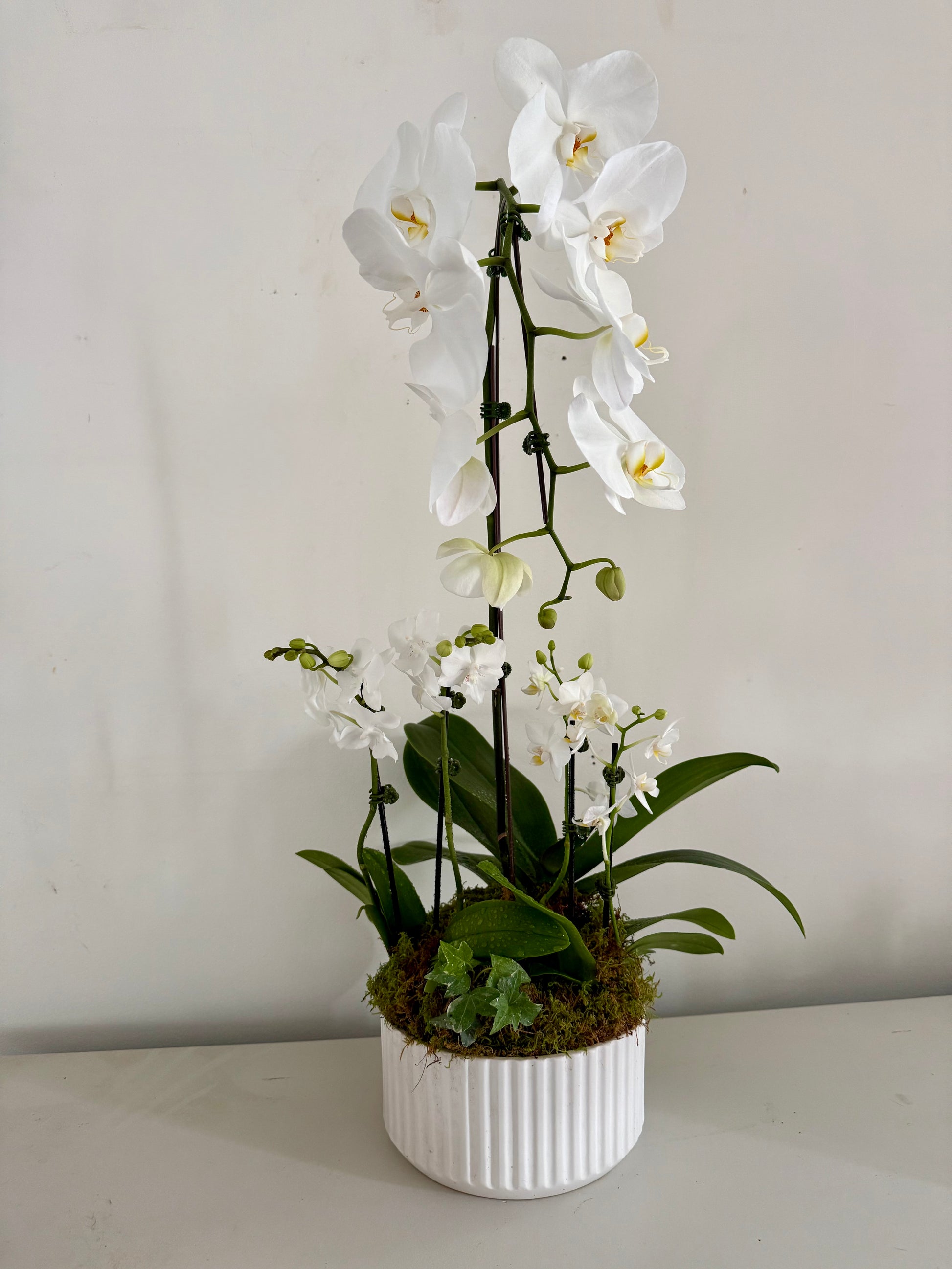 Orchid Planter