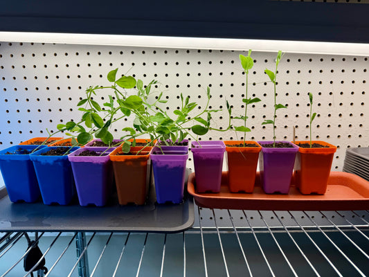 What's Growing?