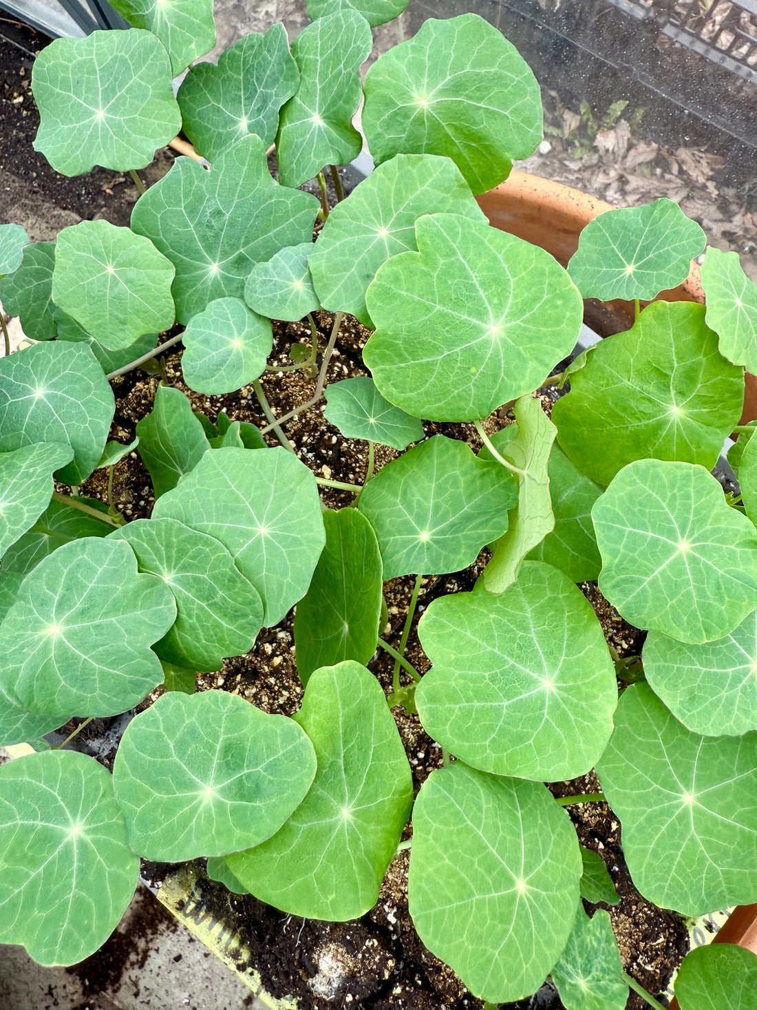 All in on Nasturtium