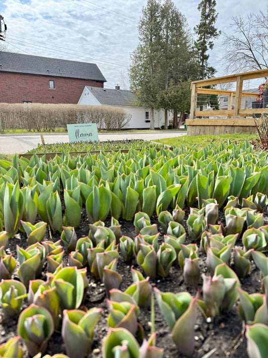 The Tulips are (mostly) coming!