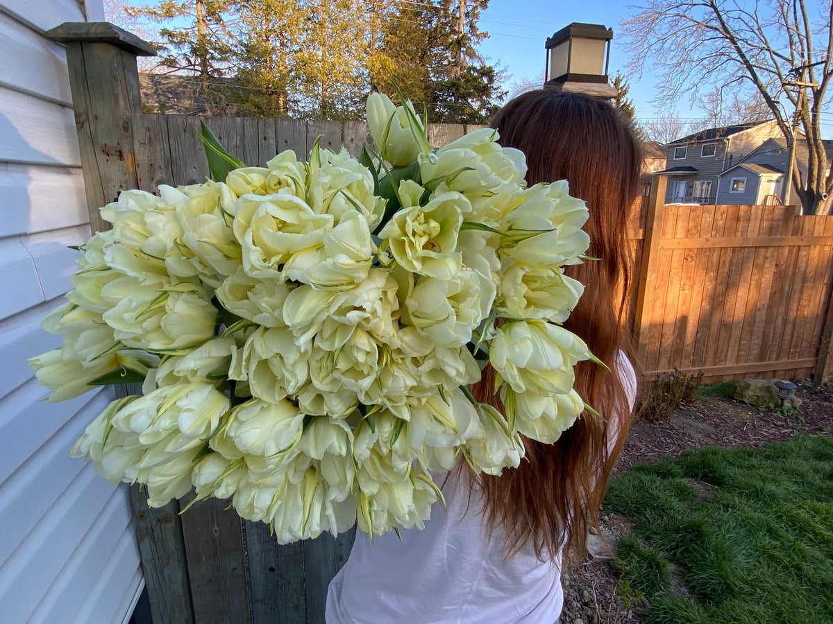 Tulip Bulbs (10 per pack)