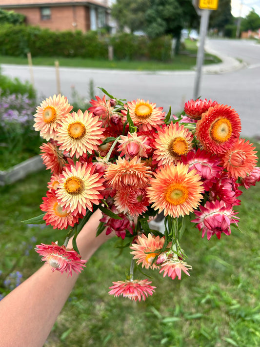 Seedling - Strawflower / Apricot Salmon