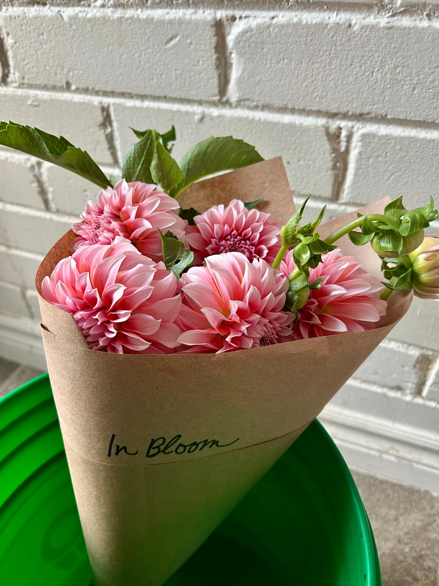Dahlia Tuber - Peaches N Cream