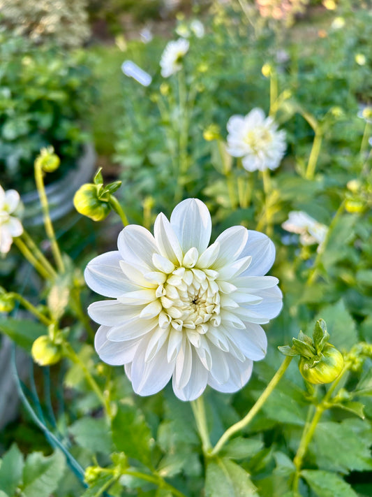 Dahlia Tuber - Bride to Be