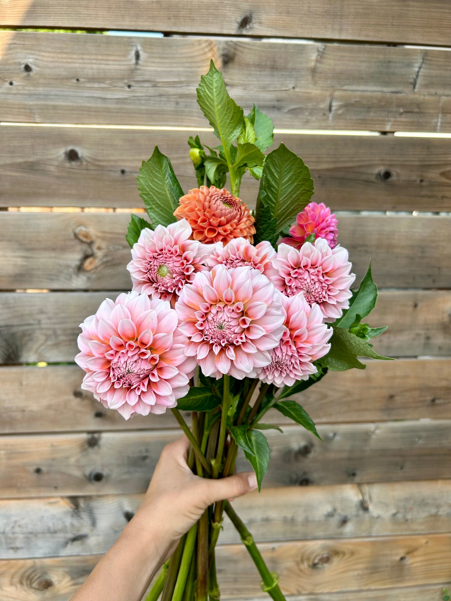 Dahlia Tuber - Peaches N Cream