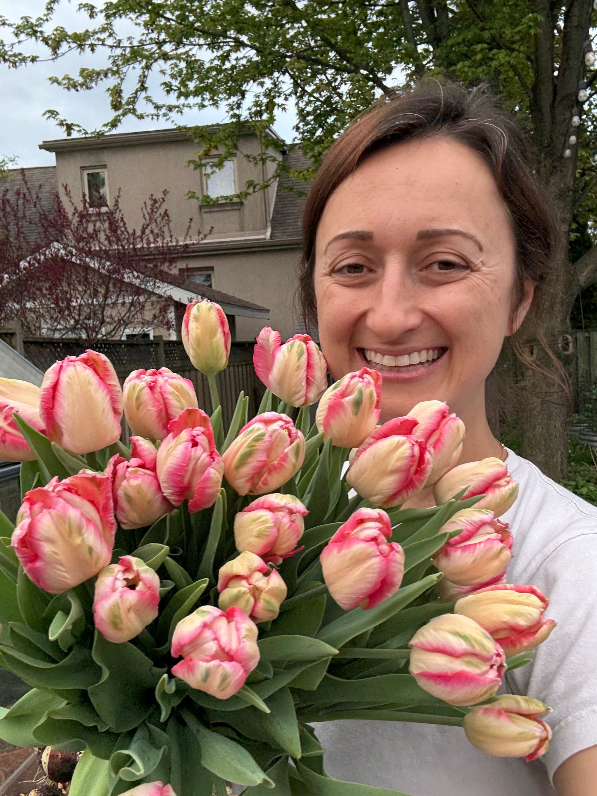 Tulip Bulbs (10 per pack)