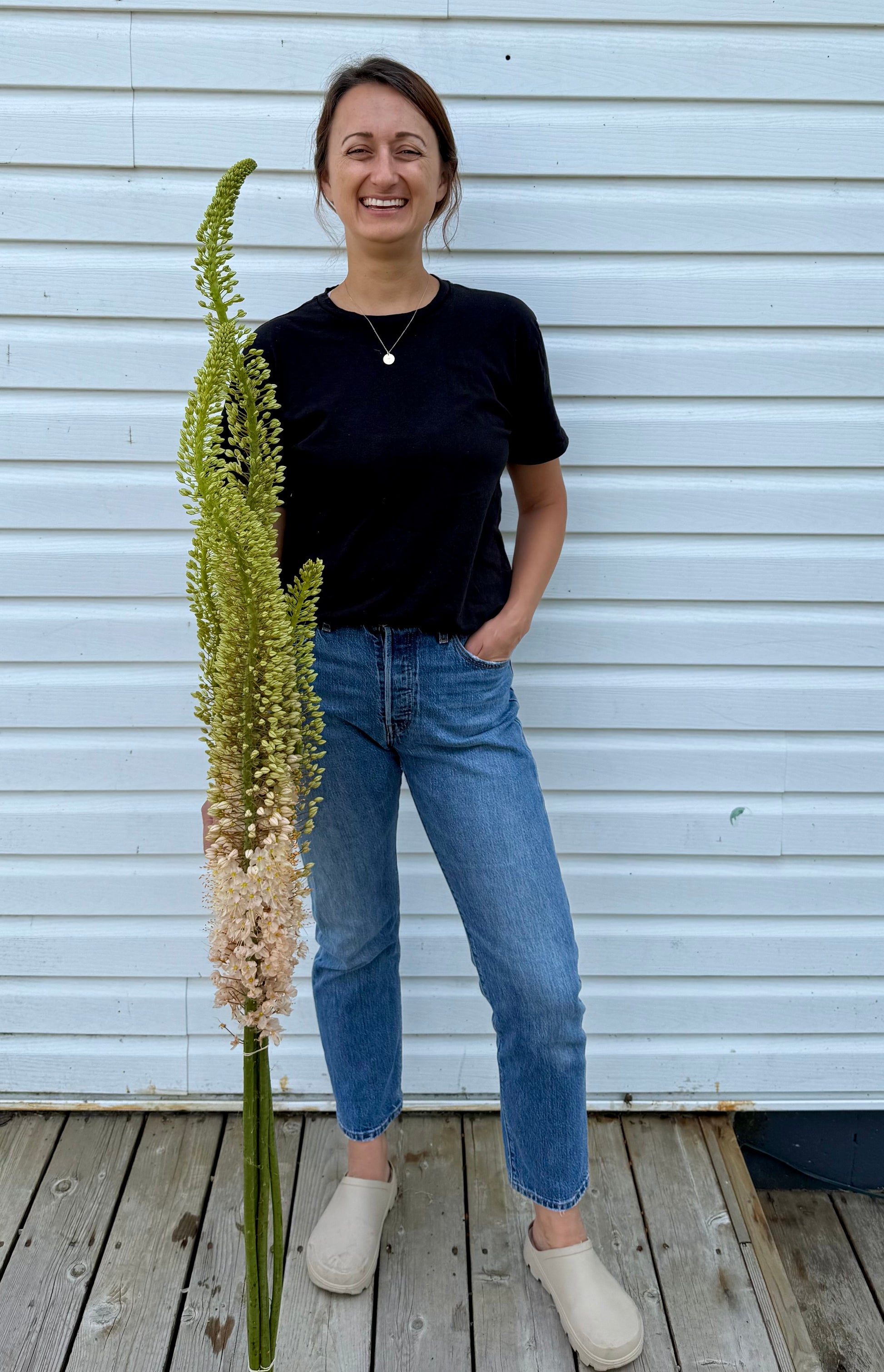Straight Bunch - week of June 22 - eremurus aka foxtail lily