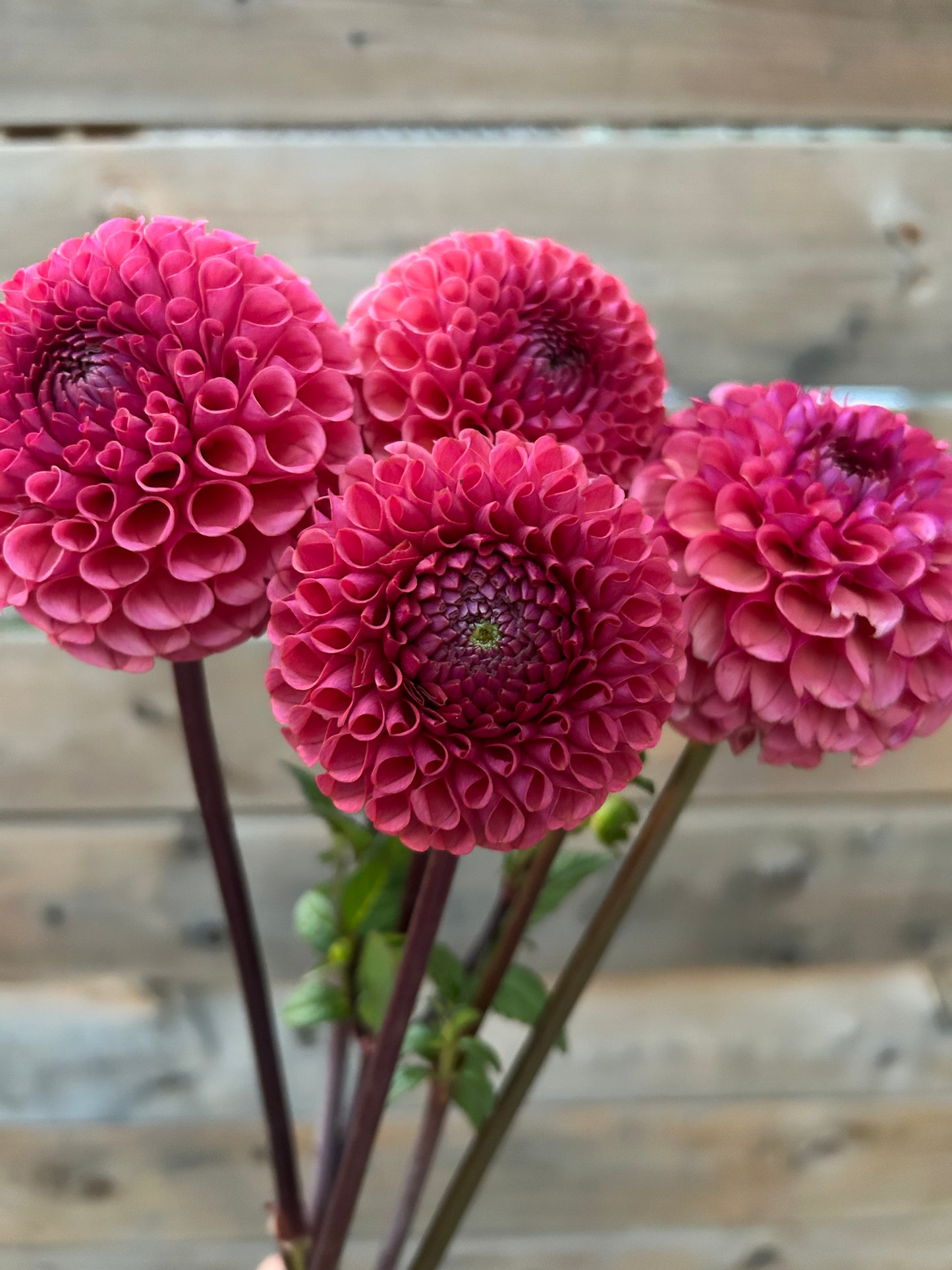 Dahlia Tuber - Ferncliff Rusty