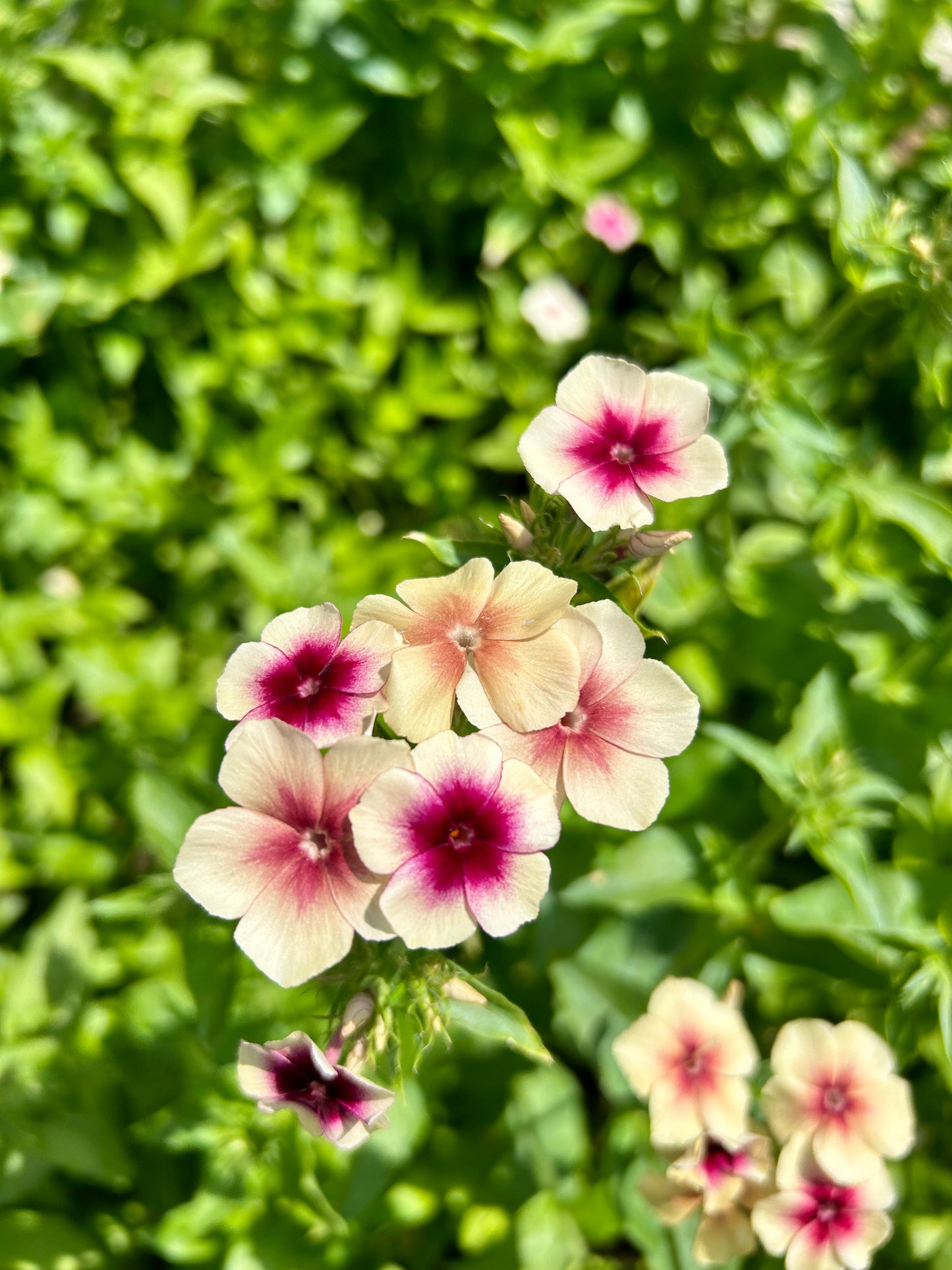 Seedling - Phlox / Cherry Caramel