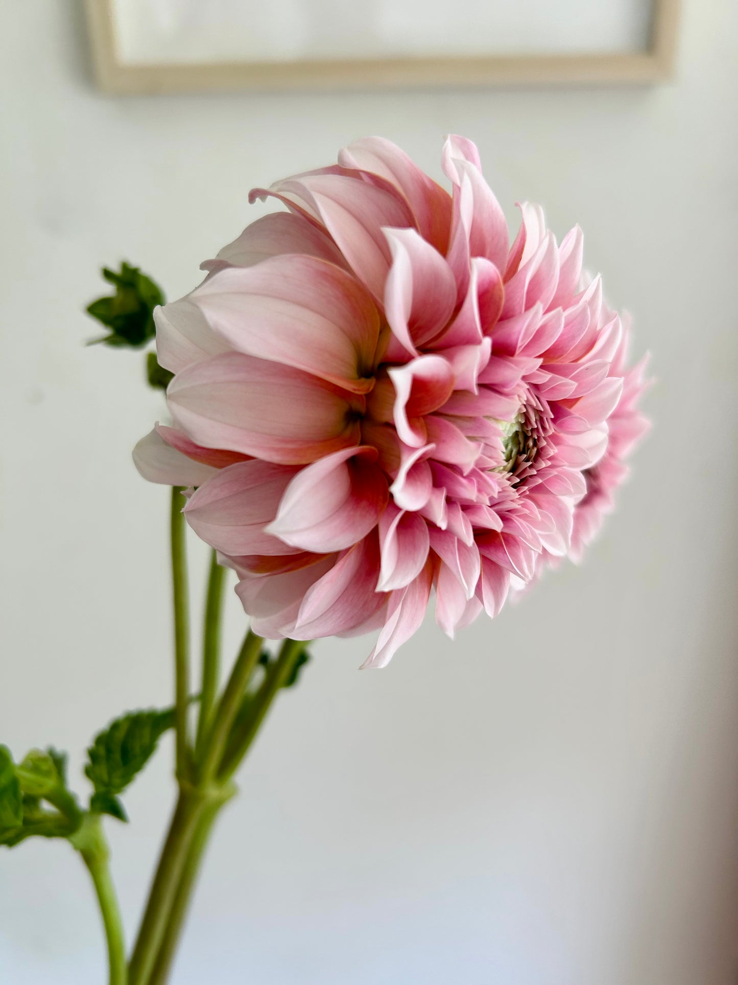 Dahlia Tuber - Peaches N Cream