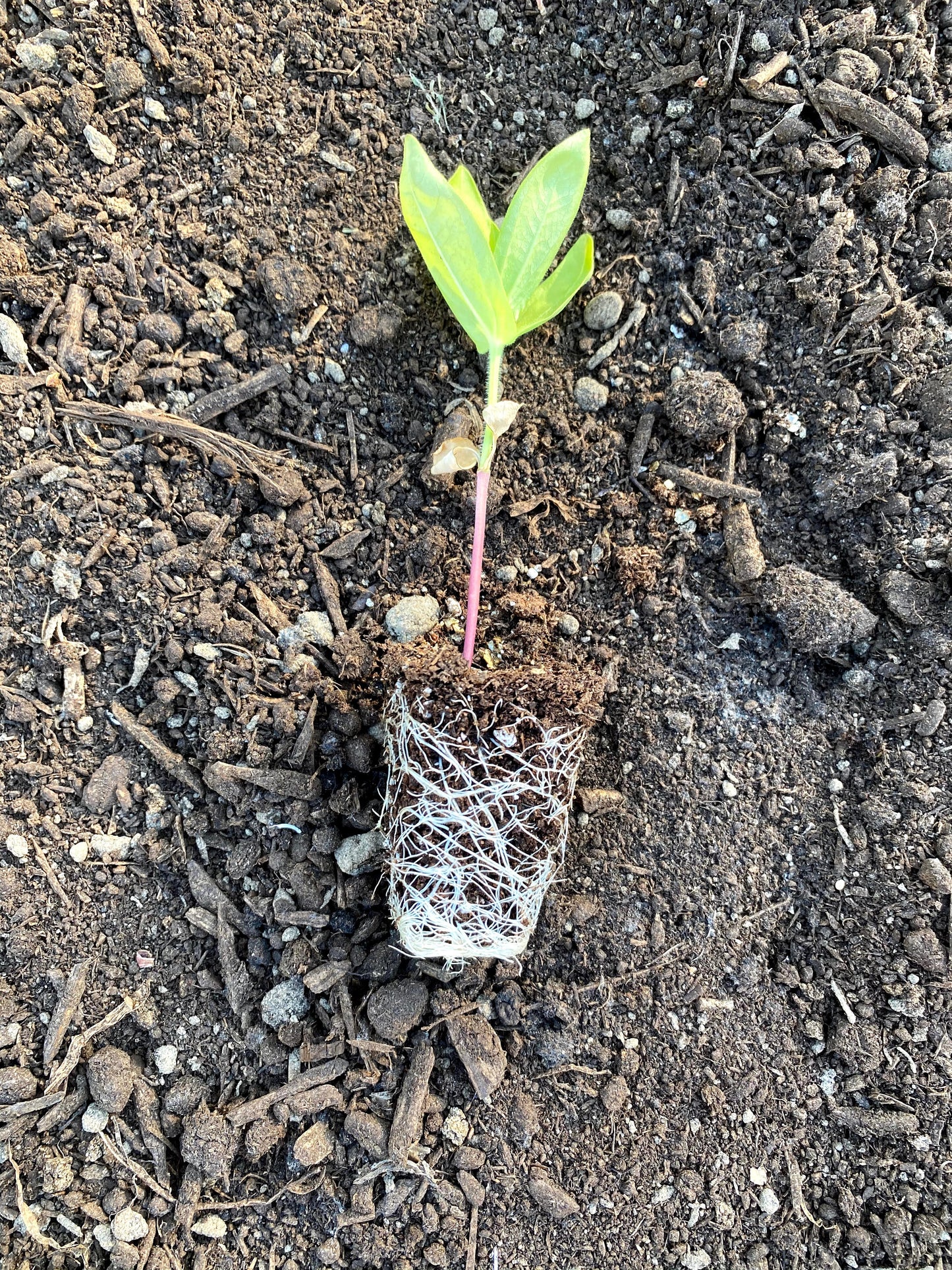 Seedling - Zinnia / Victorian Wedding (Floret)