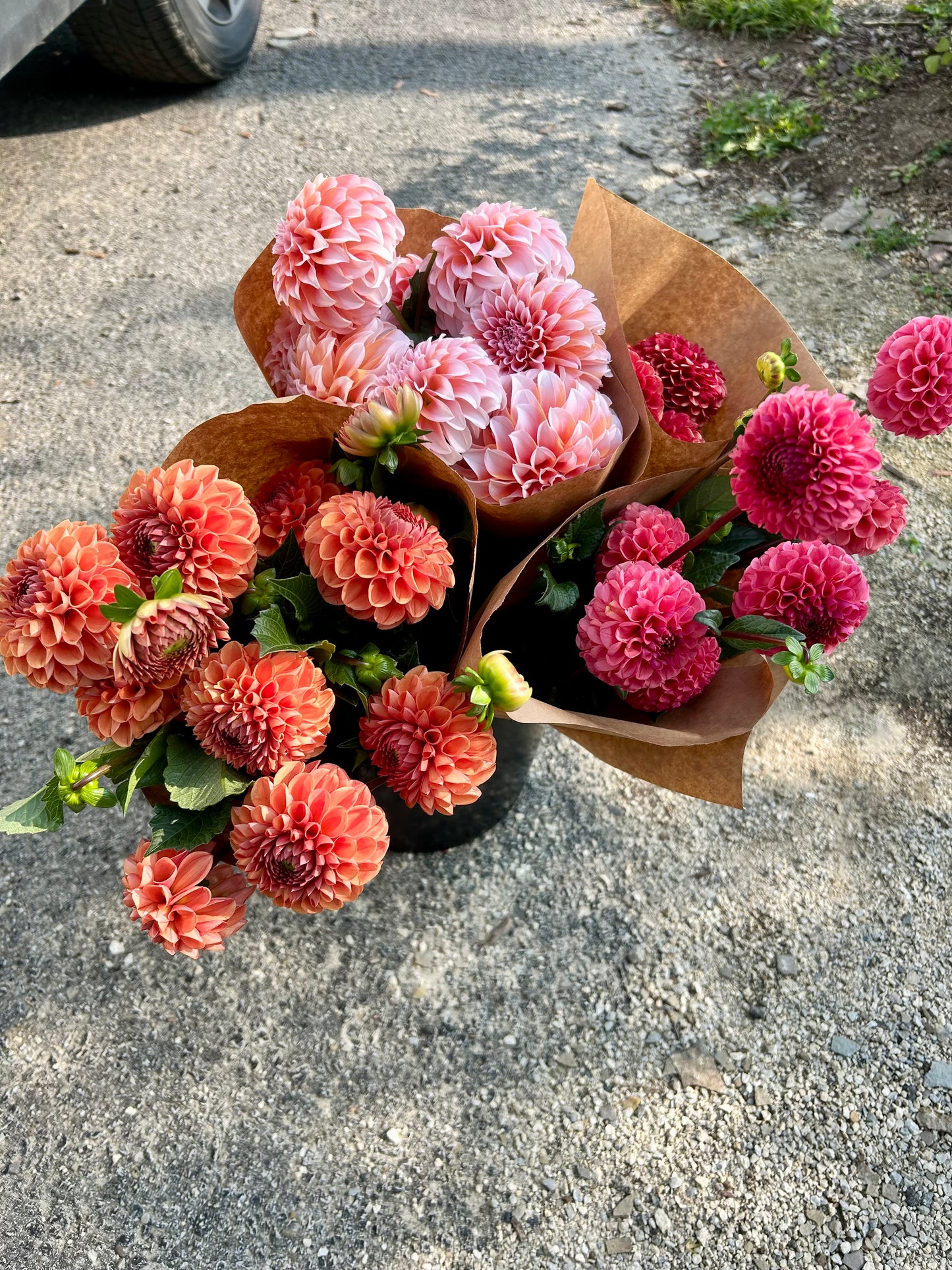 Dahlia Tuber - Ferncliff Rusty