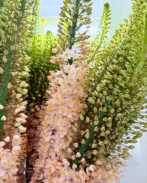 Straight Bunch - week of June 22 - eremurus aka foxtail lily