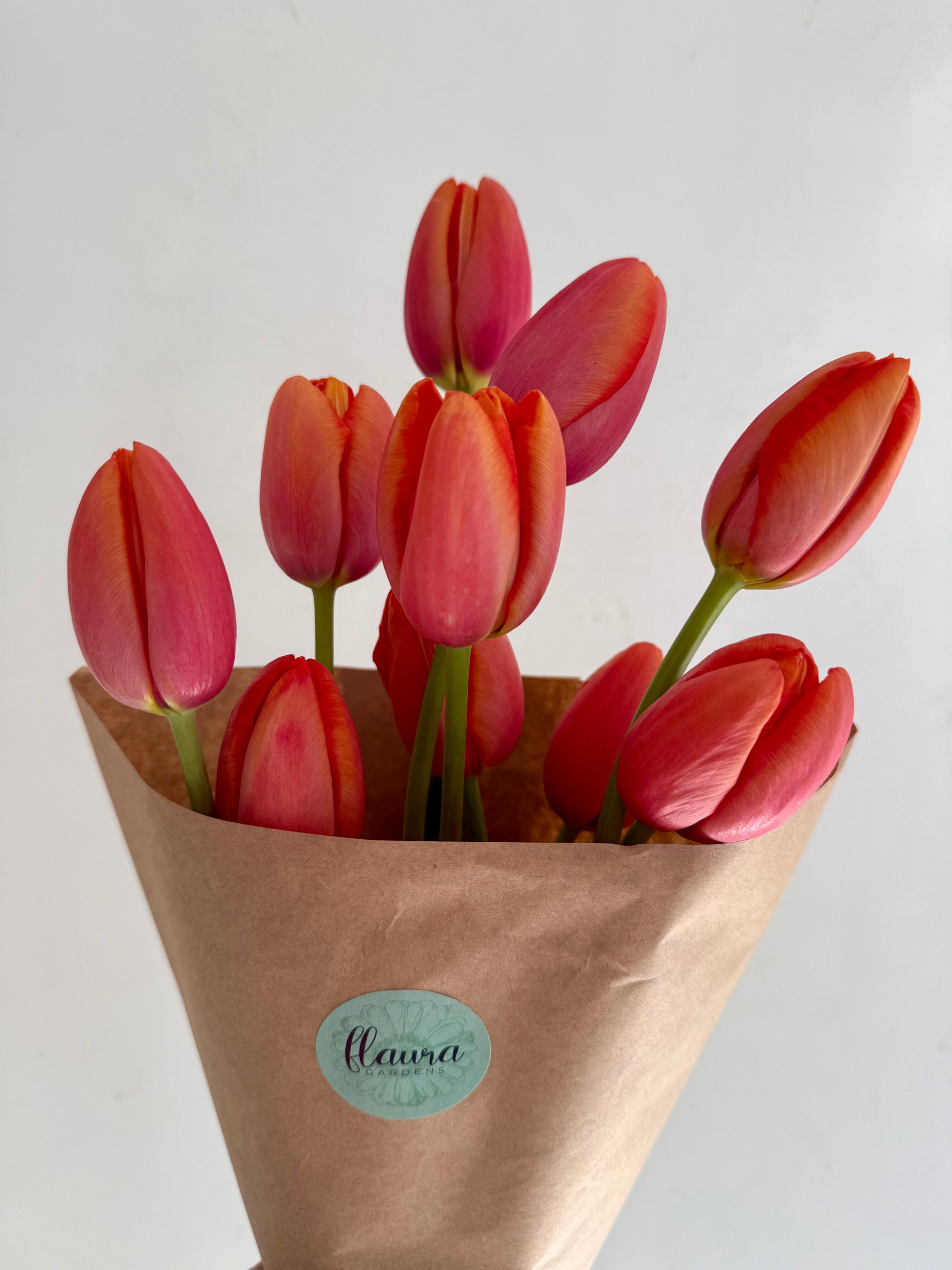 Tulip Bulbs (10 per pack)