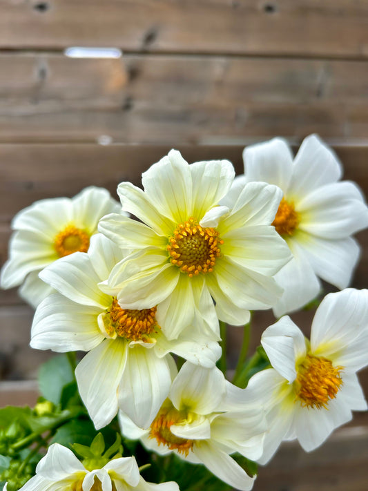 Dahlia Tuber - Alpen Cherub