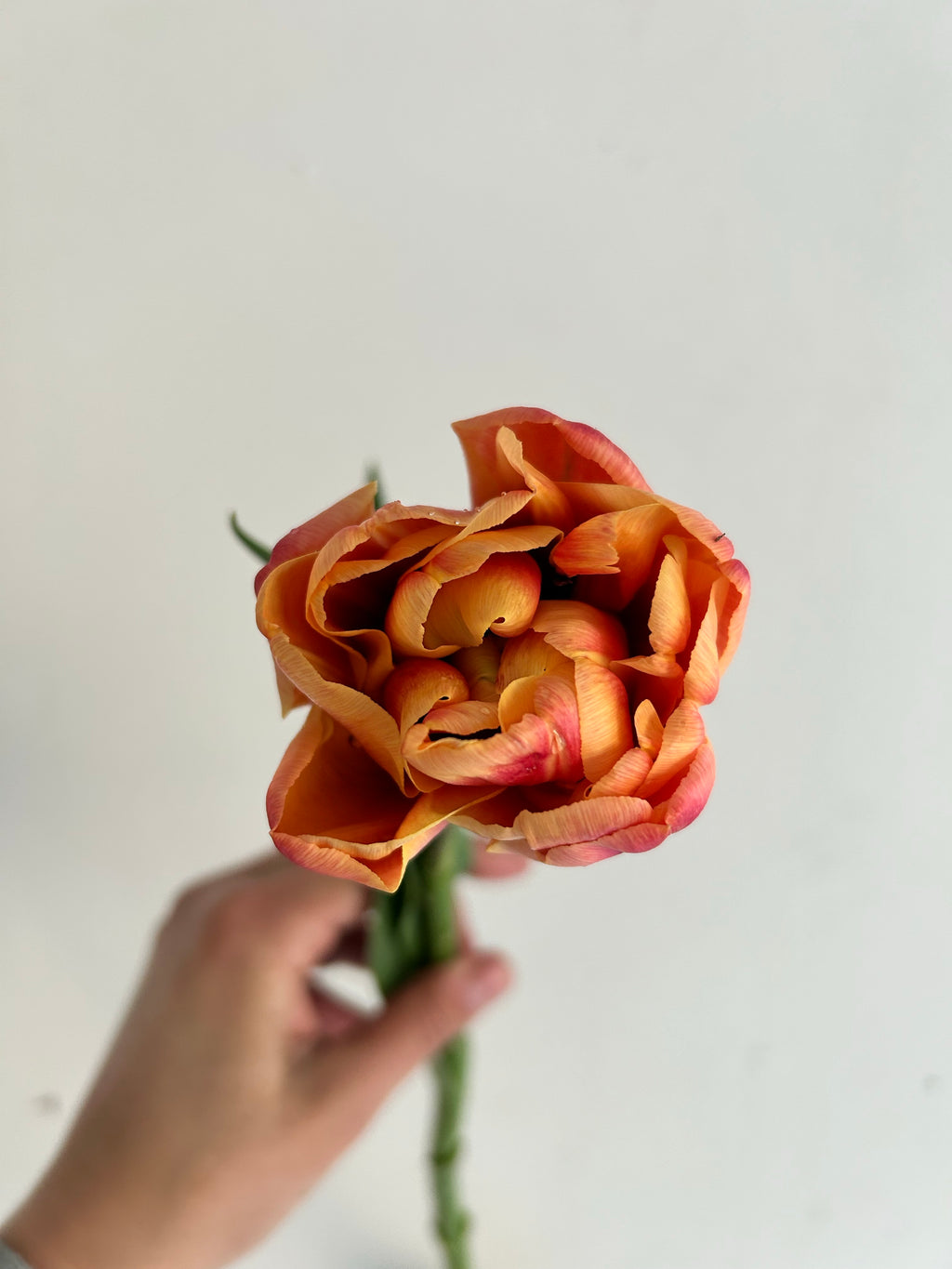 Tulip Bulbs (10 per pack)