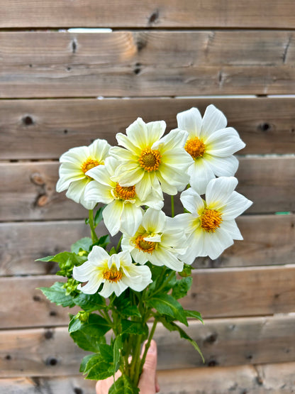 Dahlia Tuber - Alpen Cherub