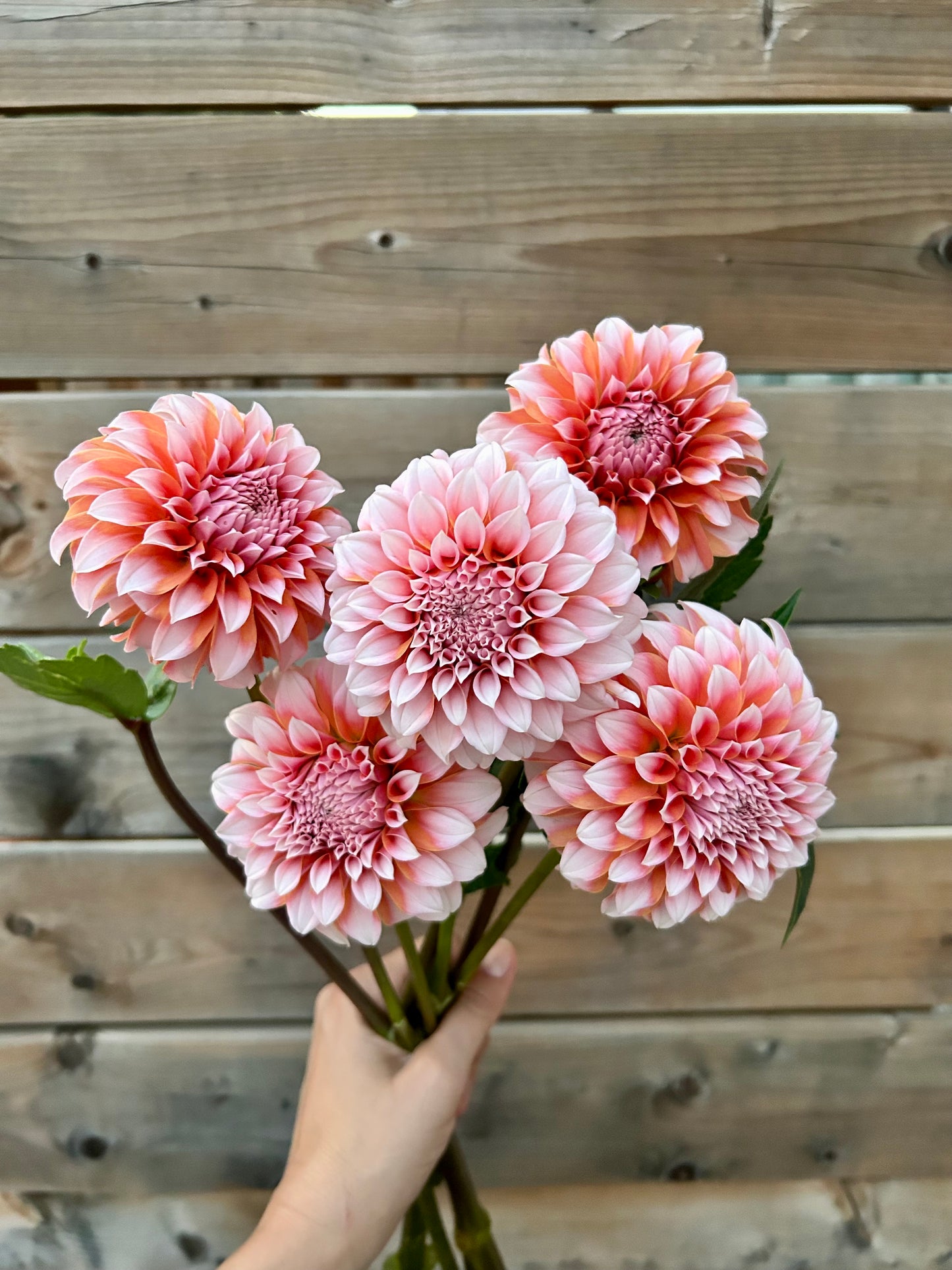 Dahlia Tuber - Peaches N Cream