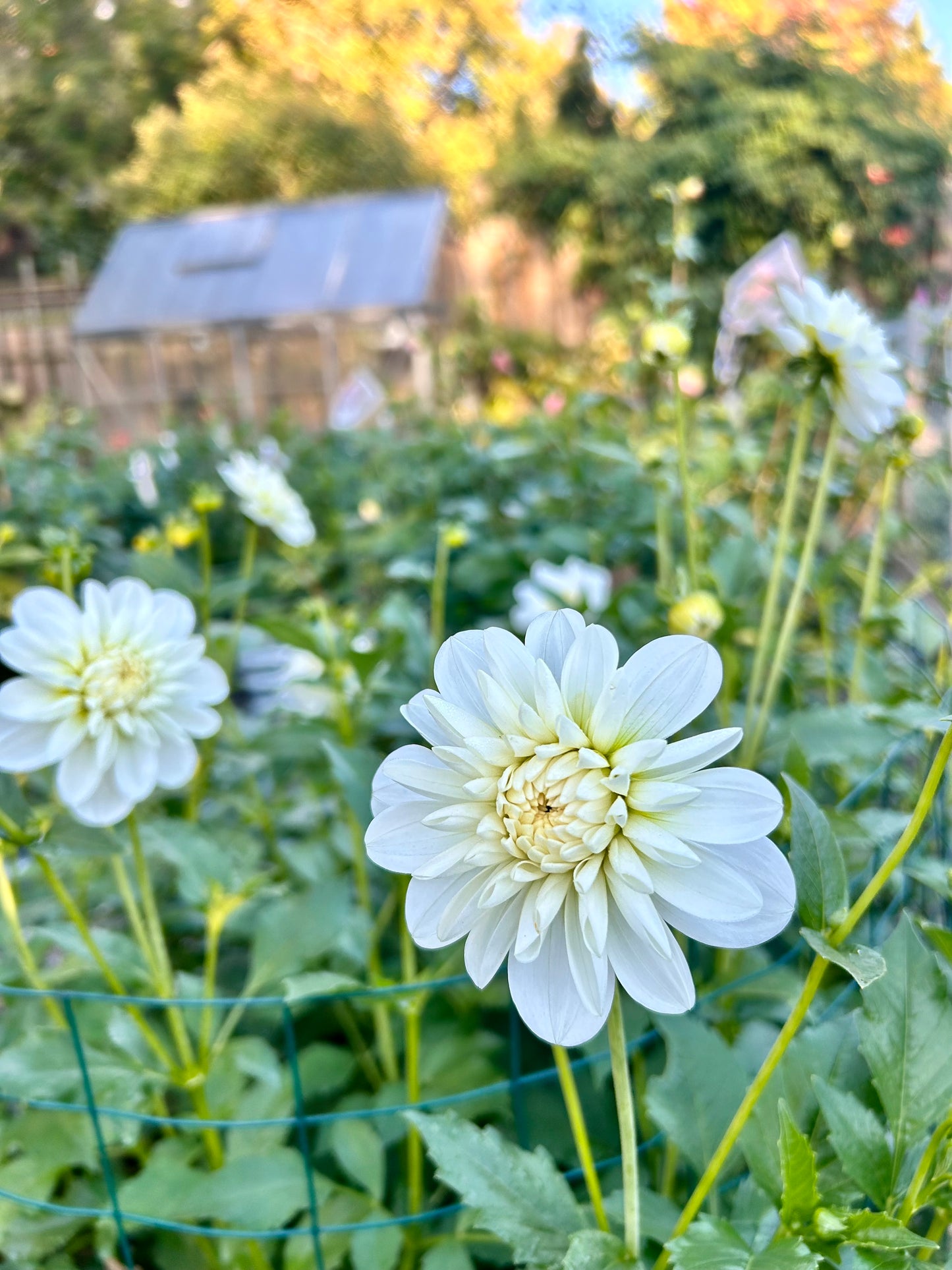 Dahlia Tuber - Bride to Be