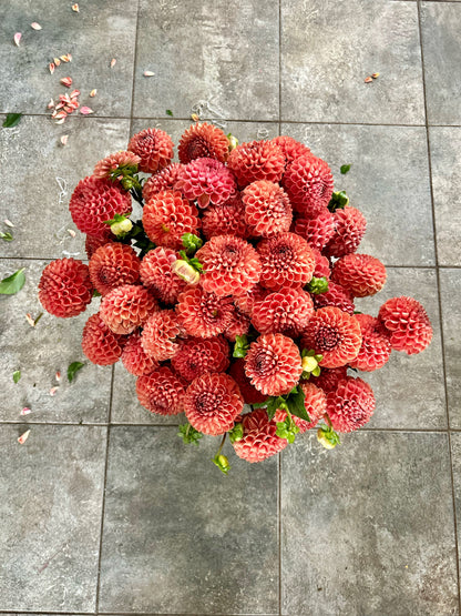 Dahlia Tuber - Cornel Brons
