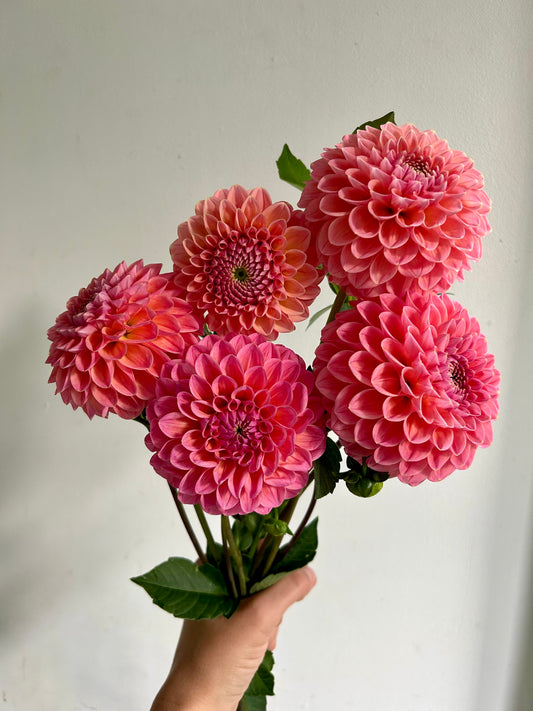 Dahlia Tuber - Nathalie G
