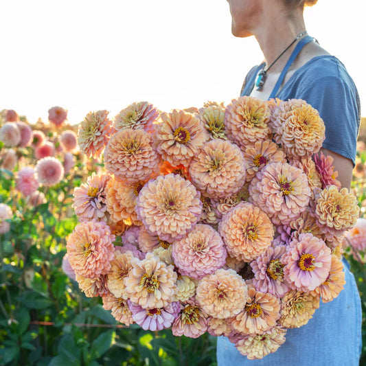 Seedling - Zinnia / Alpenglow (Floret)