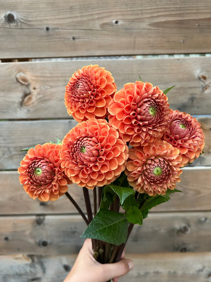 Dahlia Tuber - Cornel Brons