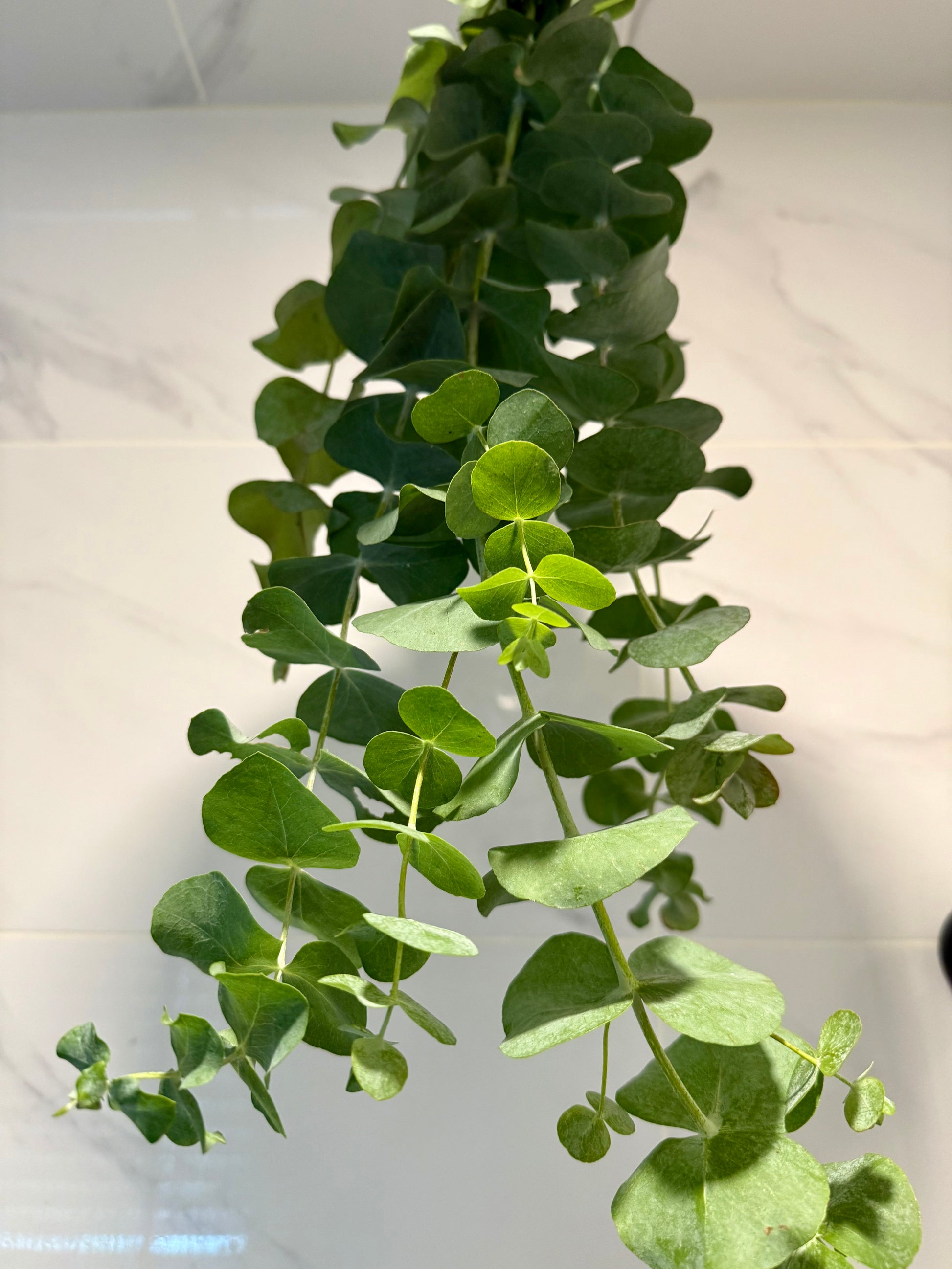 Local Eucalyptus Bundle