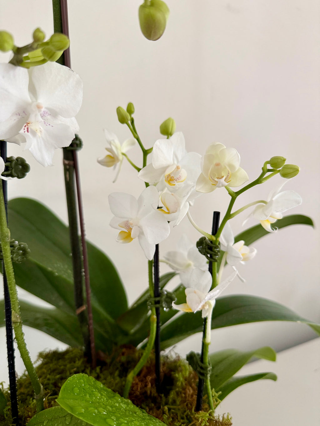 Orchid Planter