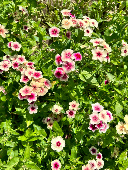 Seedling - Phlox / Cherry Caramel