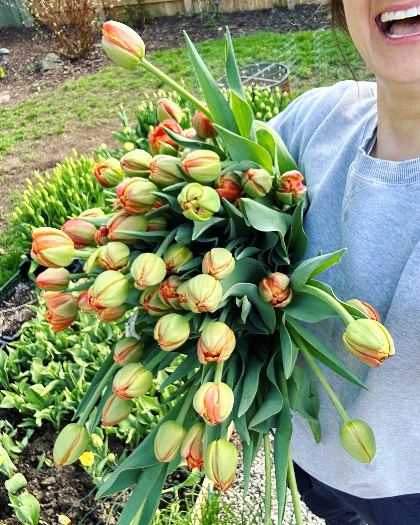 Tulip Bulbs (10 per pack)