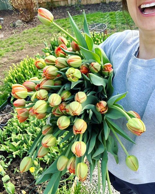 Tulip Bulbs (10 per pack)