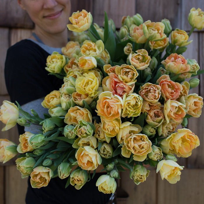Tulip Bulbs (10 per pack)