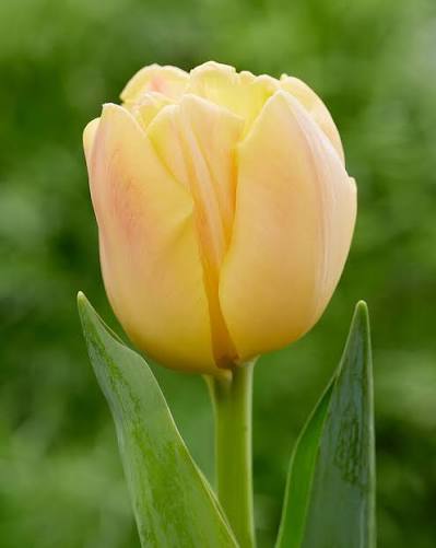Tulip Bulbs (10 per pack)