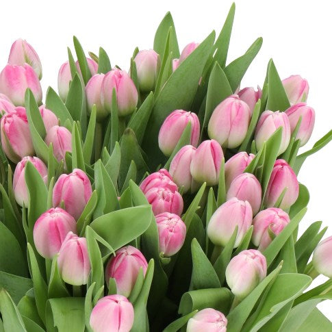 Tulip Bulbs (10 per pack)