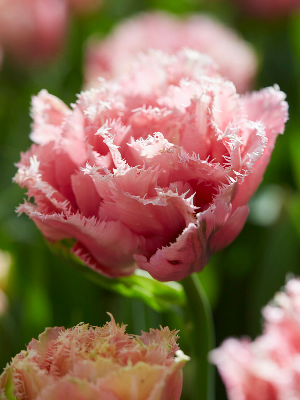 Tulip Bulbs (10 per pack)