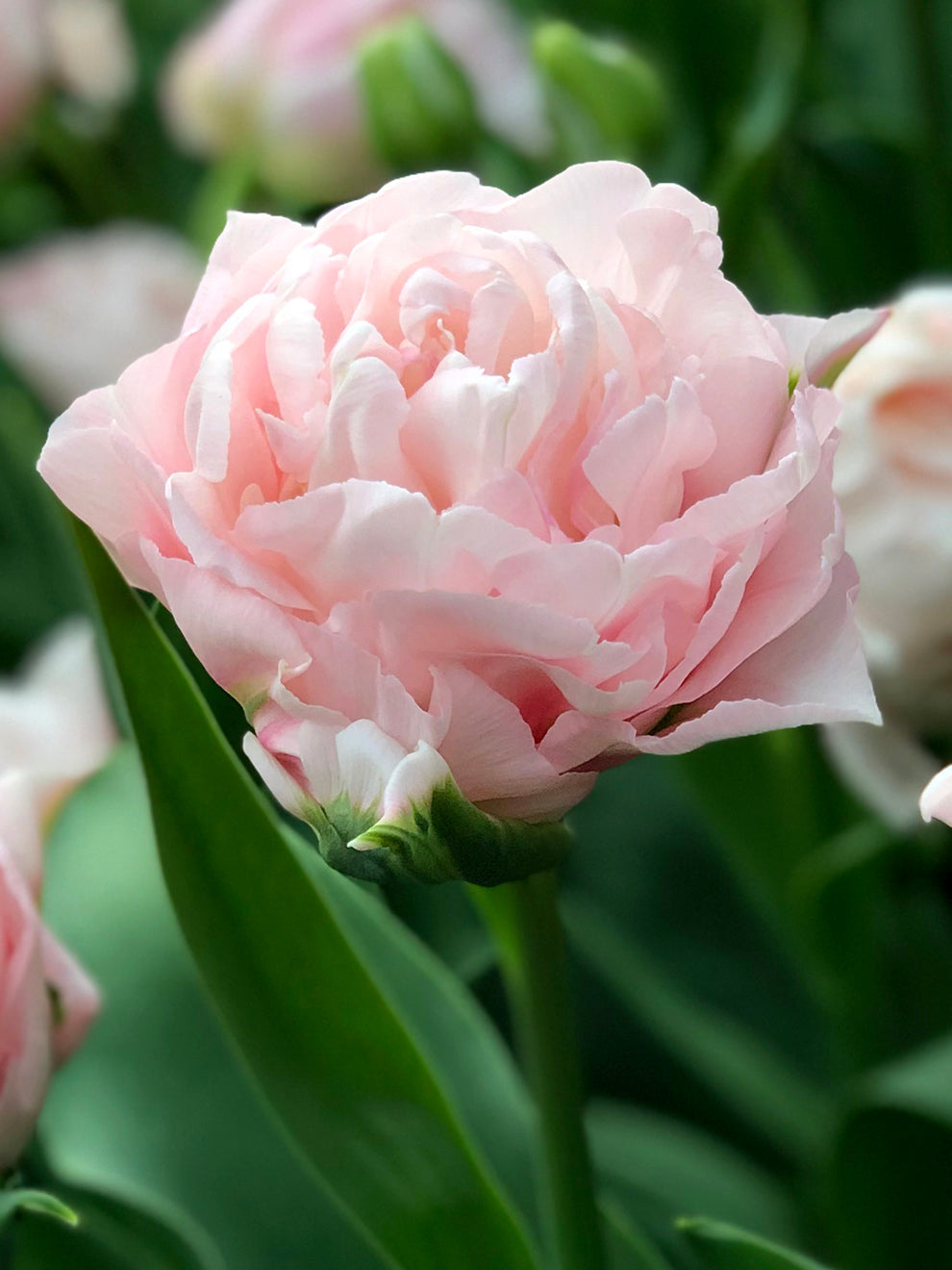 Tulip Bulbs (10 per pack)