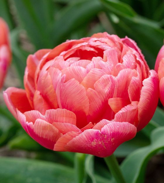 Tulip Bulbs (10 per pack)