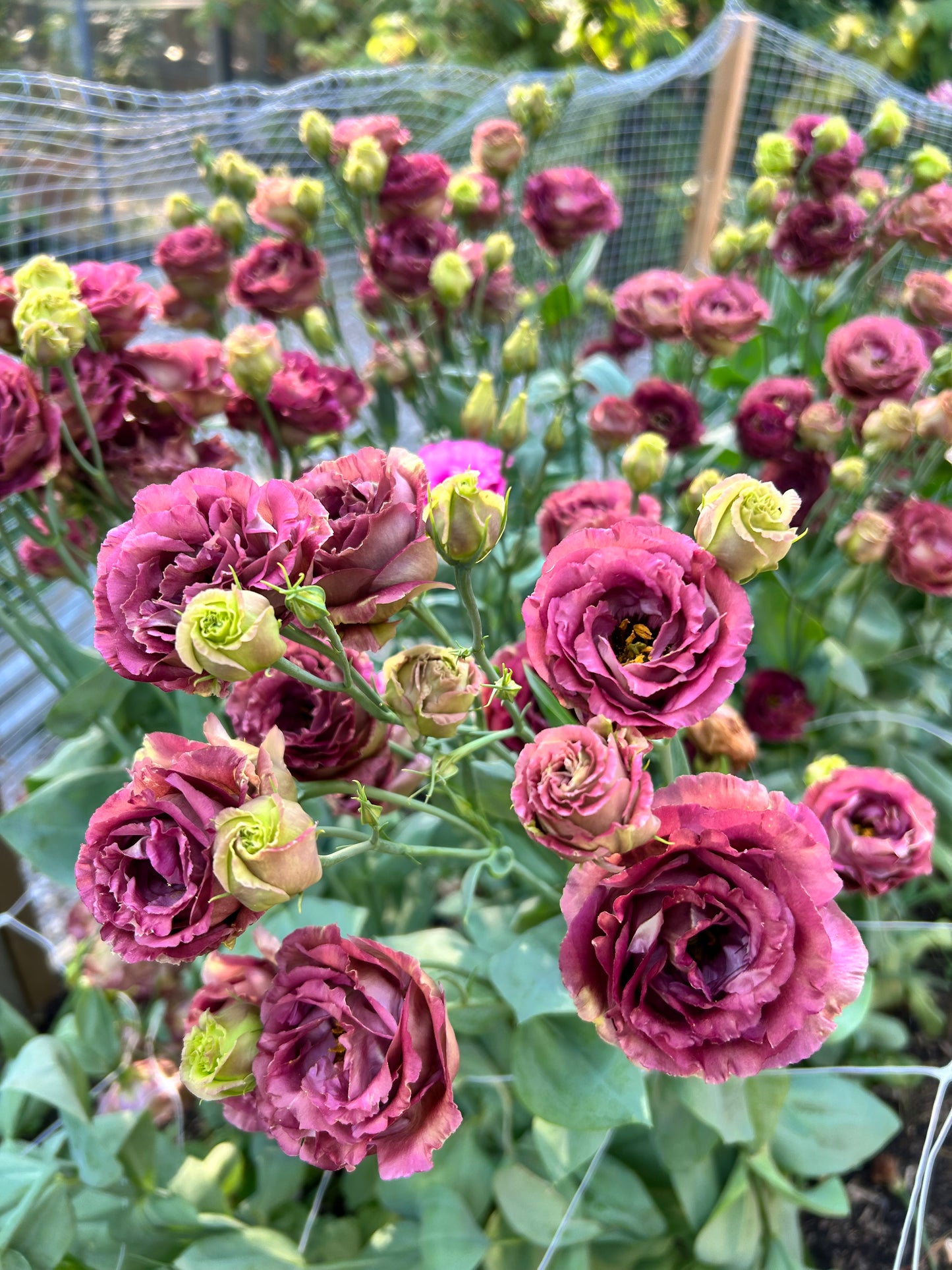 A Year of Local Blooms Monthly (6 month subscription, May-October, 6 bouquets)