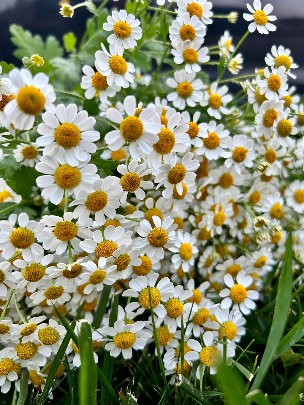 A Year of Local Blooms Bi-Weekly (6 month subscription, May-October, 12 bouquets)