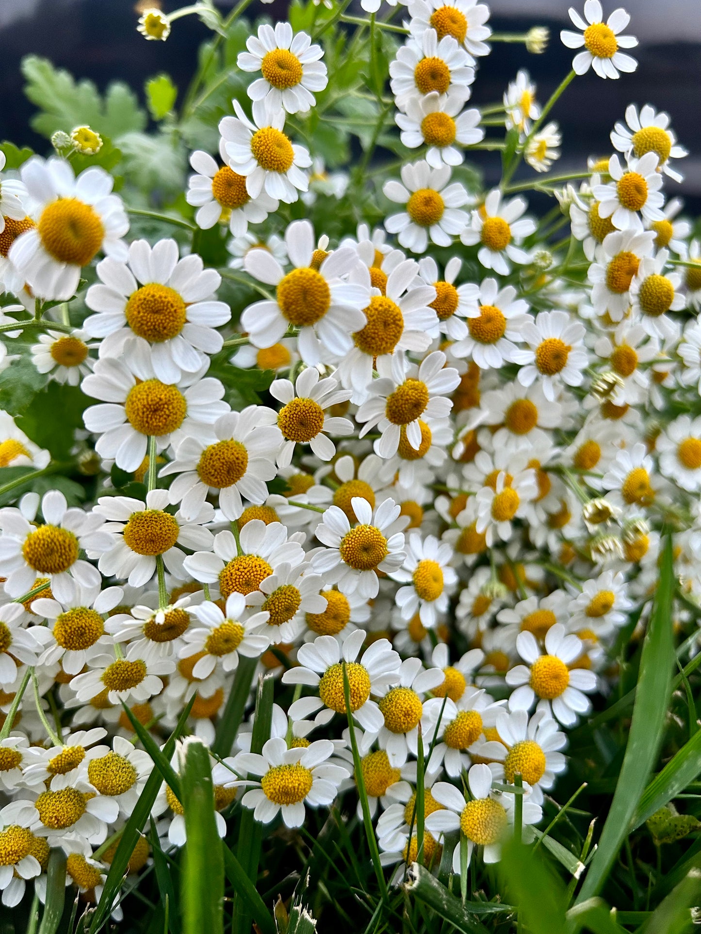 A Year of Local Blooms Monthly (6 month subscription, May-October, 6 bouquets)