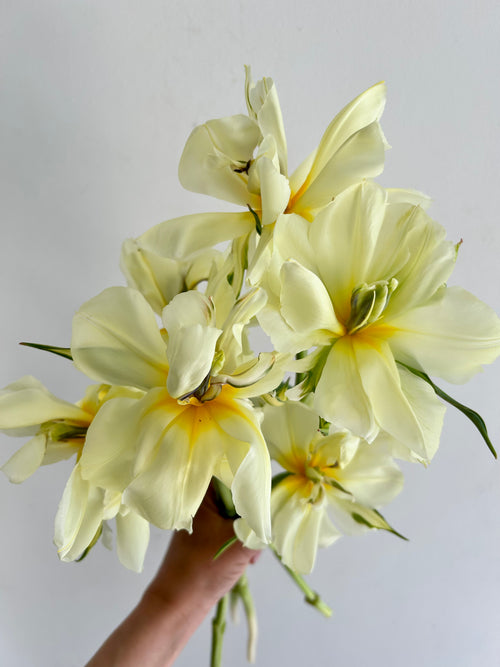 Mother's Day Large Tulip Bouquet