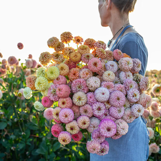 Seedling - Zinnia / Victorian Wedding (Floret)