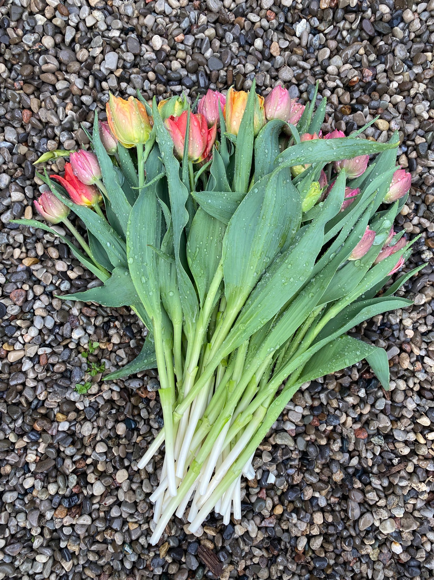 Mother's Day Large Tulip Bouquet